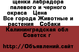 щенки лабрадора палевого и черного окраса › Цена ­ 30 000 - Все города Животные и растения » Собаки   . Калининградская обл.,Советск г.